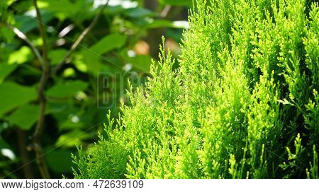 Thuja. Arbor Vitae Or Thuja Occidentalis A Globe-shaped Evergreen Shrub In Garden Center - Globe Arb