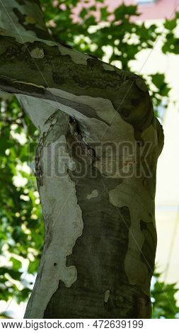 Sycamore Tree. Platanus Orientalis. Spotted Plane Tree Trunk Under Sunlight. Bottom View. Park Trees