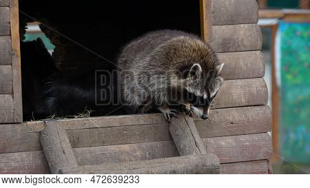 Funny Lazy Raccoon Lying On Wooden Doorstep. Animals In Captivity.