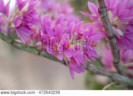 Close-up Of Dendrobium Secundum Orchids (toothbrush Orchid). The Small Sepals And Petals Are Sweet P