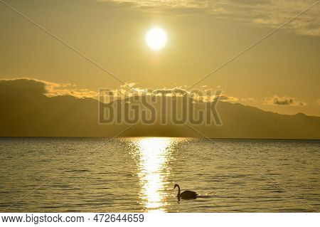 Swans Swim In The Golden Morning Light Of Tarim Lake