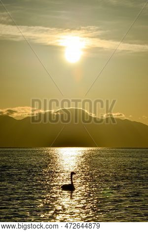 Swans Swim In The Golden Morning Light Of Tarim Lake