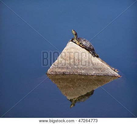 eine Schildkröte in einem Teich auf einem Felsen