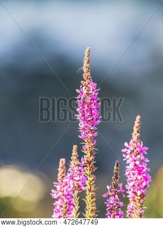 Summer Flowering Purple Loosestrife, Lythrum Tomentosum On A Green Blured Background.