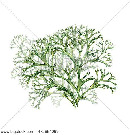 Green Sea Plant Watercolor Illustration Isolated On White Background.