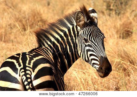 Zebra