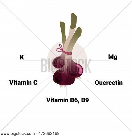 Vector Onion With Its Constituent Vitamins And Minerals, Including Vitamin C, B6, B9, Folic Acid, Ma