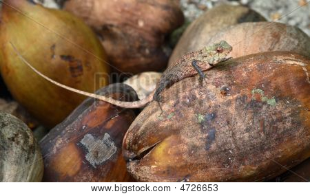 Lagarto en un coco