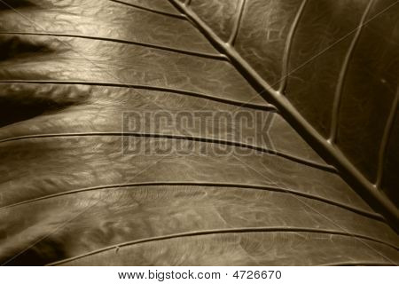 Textura de hoja en Sepia
