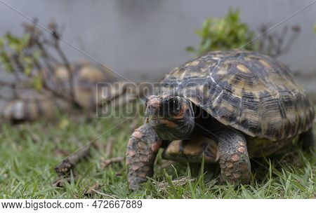 Close Up Of African Sulcata Tortoise Resting In The Garden, Slow Life ,african Sulcata Tortoise Sunb