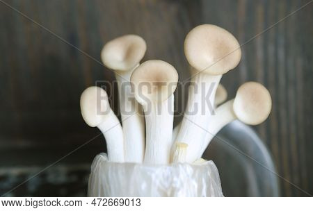 Closeup Of Growing Immature Oyster Mushrooms Or Pleurotus Pulmonarius