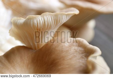 Closeup Incredible Texture Of The Back Of Mature Indian Oyster Mushrooms (pleurotus Pulmonarius)