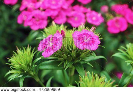 Pair Of Stunning Dianthus Seguieri Or Sequier's Pink Flowers Growing In The Garden