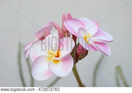 Closeup Of Gorgeous Pink Plumeria Or Frangipani Flowers