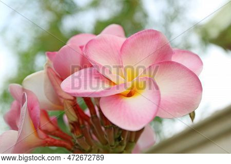 Bunch Of Beautiful White Pink Plumeria Or Frangipani Flowers
