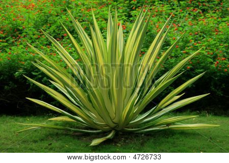 Primer plano de un Cactus Tropical