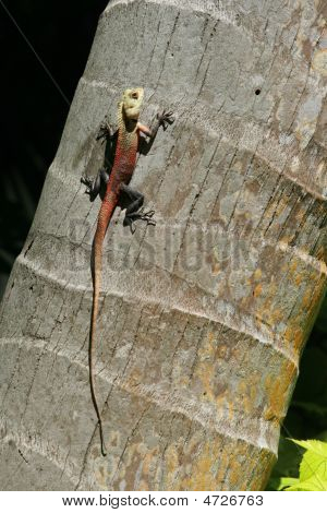 Lagarto con una cola larga