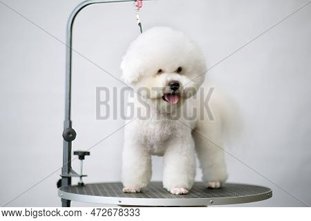 Bichon Frise After A Haircut In A Pet Salon Front View Close-up On A Grooming Table.
