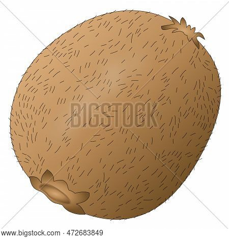 Vector Illustration Of Kiwi Fruit With Skin And Hairs