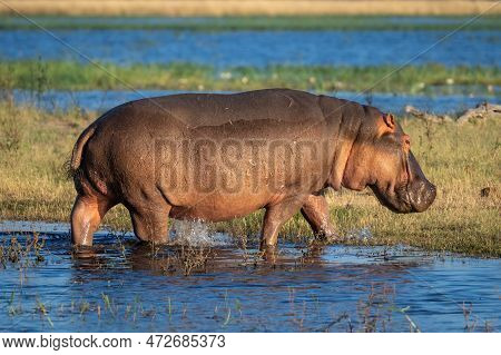 Hippo Walks From River To Grassy Island