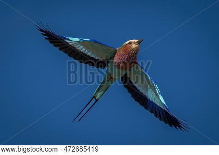Lilac-breasted Roller Flies Across Clear Blue Sky