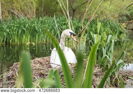 A White Female Swan Resting On Its Nest Next To A Lake And Surrounded By Long Green Grass In Figgate