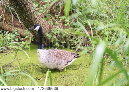 A Duck Standing With Its Legs Inside The Water Or Mud On A Lake Or Pond In Figgate Park In Edinburgh
