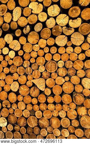 Wall Of Beautiful Yellow Firewood Pine Background