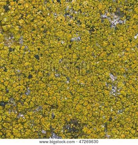 Fondo transparente de musgo