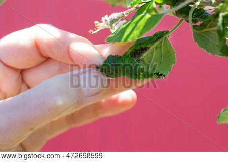 Sick Twisted Leaves Of Fruit Trees With A Colony Of Black Aphids Discovered By A Gardener.