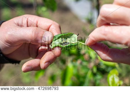 A Gardener Is Holding A Green Plant Leaf With A Colony Of Aphids And Ants. Prevention And Control Of