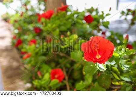 Hibiscus Bushes With Red Buds In The City Flower Bed Are Illuminated By Daylight.