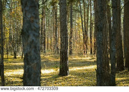Trunks Of Pine Trees In A Dense Thicket Of A Sun-drenched Autumn Forest
