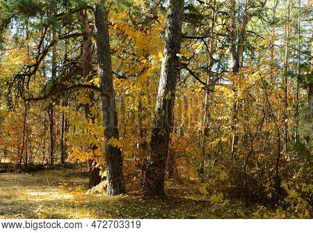 Two Pine Trunks In A Dense Thicket Of An Autumn Forest On A Sunny Day