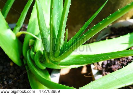 A Aloe Vera Grows In The Garden