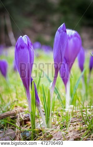 Crocus Flower With Shallow Dof Of Field In Springtime. Beautiful And Creative Composition Of A Group