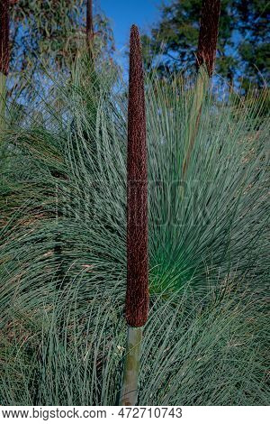 Flowering Native Xanthorrhoea Media Or Grass Tree