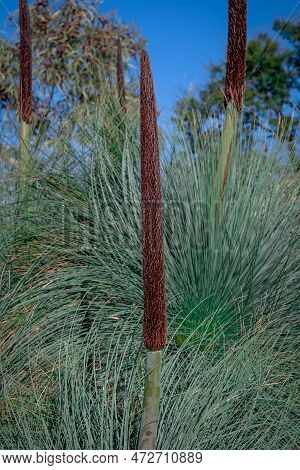 Flowering Native Xanthorrhoea Media Or Grass Tree