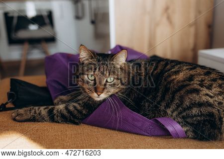 Relaxed Domestic Cat At Home, Indoor. Cat On Kittchen
