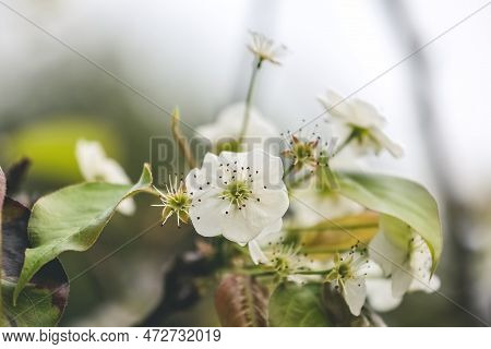 A Sand Pear Or Pyrus Pyrifolia Flowers. Beautiful White Flowers Bloom