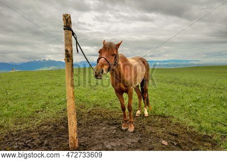 The Horses On The Kalajun Prairie In Xinjiang .
