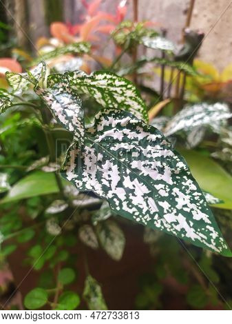 Close-up White Hypoesthesia Leaf Outdoors, Highlighted Over Other Plants In A Pot