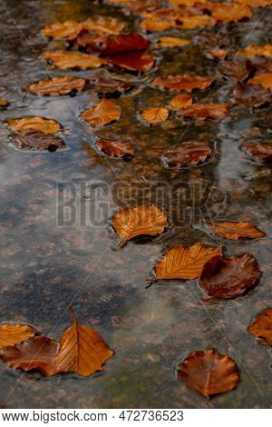 Fall Raindrops Falling Into Puddle With Autumnal Leaves. Hello Fall Autumn Leaves Float On The Surfa
