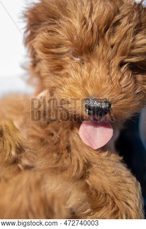 Cute Furry Puppy With His Tongue Out
