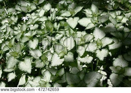 Sunny Summer Day. Fragment Of A Shady Decorative Garden. The Sunlight Lights With A Spot Silvery Lea