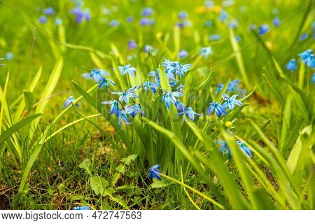 Scilla Sibirica In Green Grass, Spring Bulbous Plant Of Hyacinth Family. Front View, Blue Flower