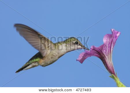 Juvenile Ruby - throated Hummingbird (archilochus Colubris)