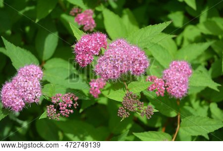 Spiraea Japonica, The Japanese Meadowsweet Or Japanese Spiraea In The Garden.
Japanese Meadowsweet I