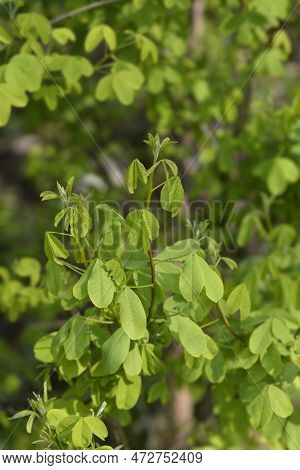 Dalmatian Laburnum Branch With Leaves In The Spring