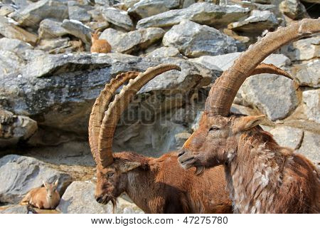 Steinbock, o íbex, vivendo nos Alpes